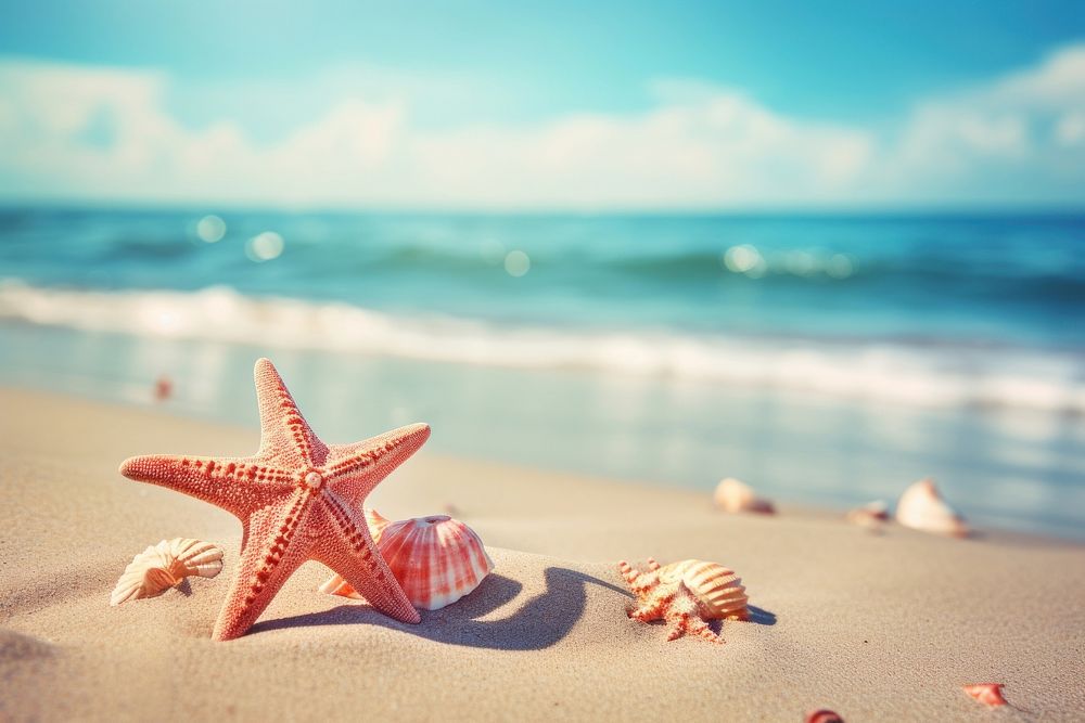 Seaside summer beach sea outdoors starfish.