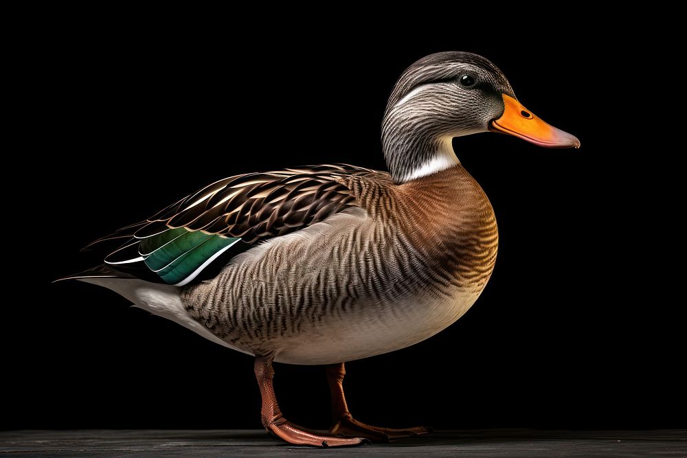 Mallard duck animal bird anseriformes. AI generated Image by rawpixel.