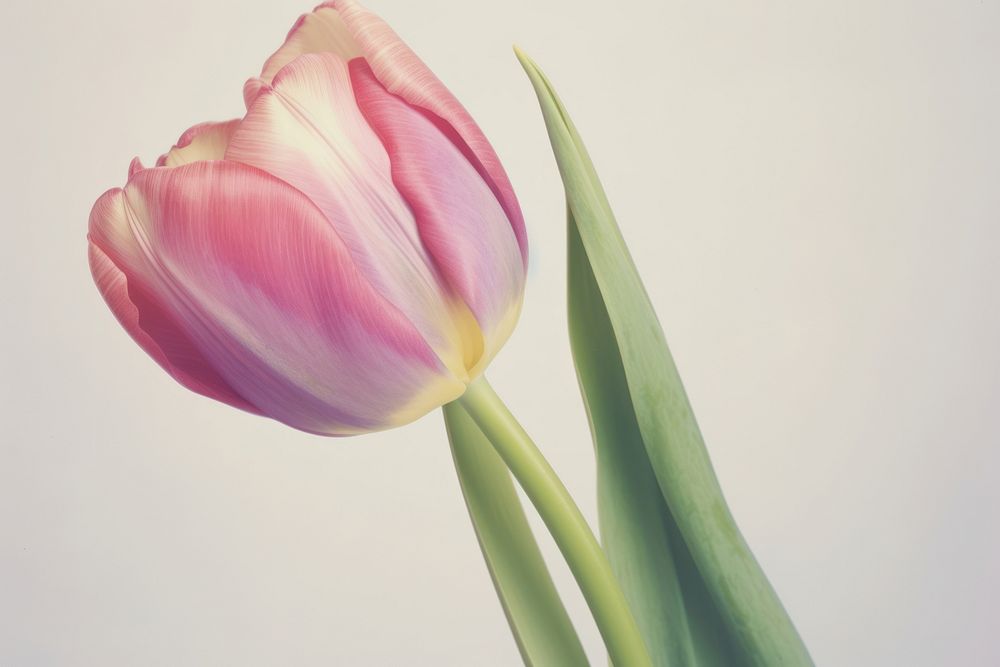 Tulip Floral Photography flower blossom plant.