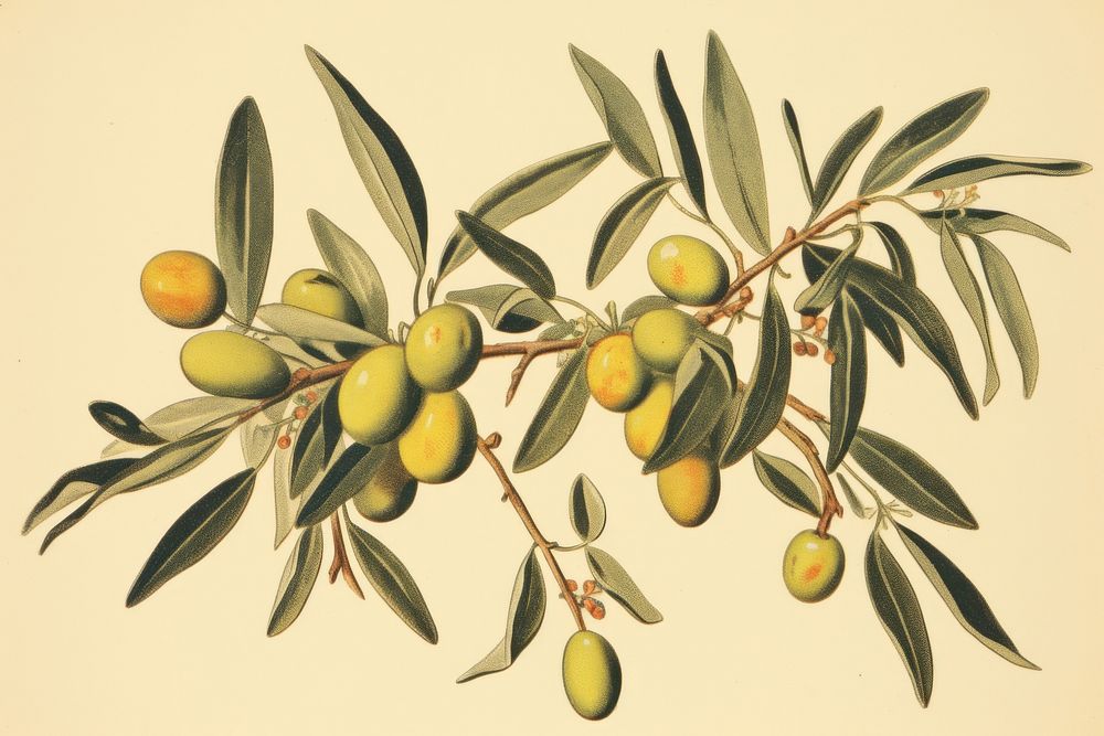 Plant olive fruit leaf.