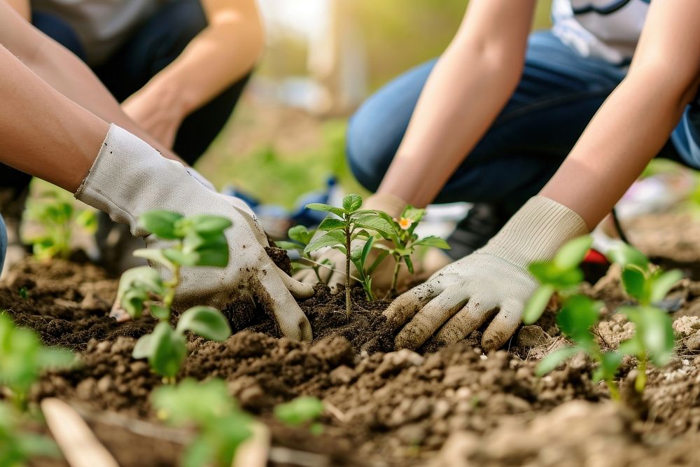 Volunteer gardening planting outdoors.