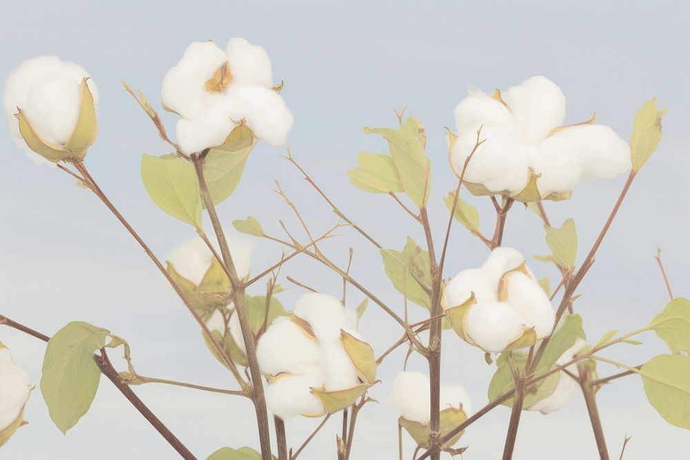 Cotton flower Floral Photography blossom plant springtime.