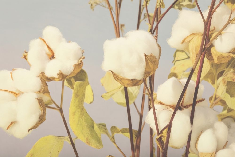 Cotton flower Floral Photography outdoors nature winter.