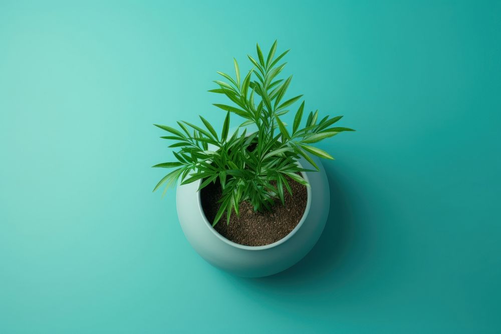 Plant in pot leaf houseplant flowerpot. AI generated Image by rawpixel.