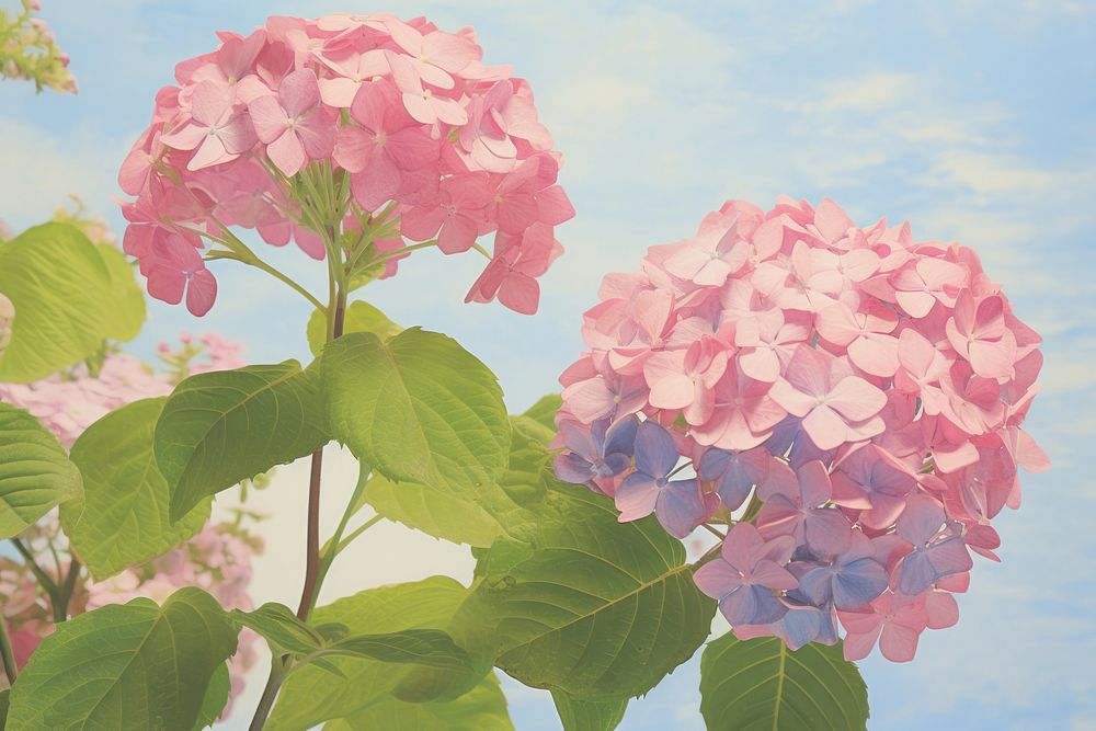 Hydrangea flowers Photography outdoors blossom nature.