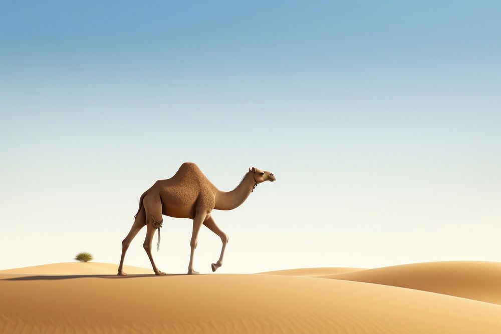 Camel outdoors wildlife nature.