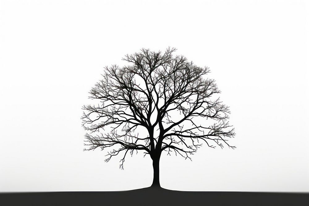 Silhouette tree plant white. | Premium Photo Illustration - rawpixel