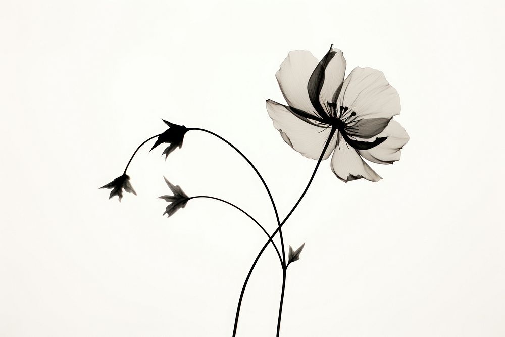 Silhouette flower petal plant.