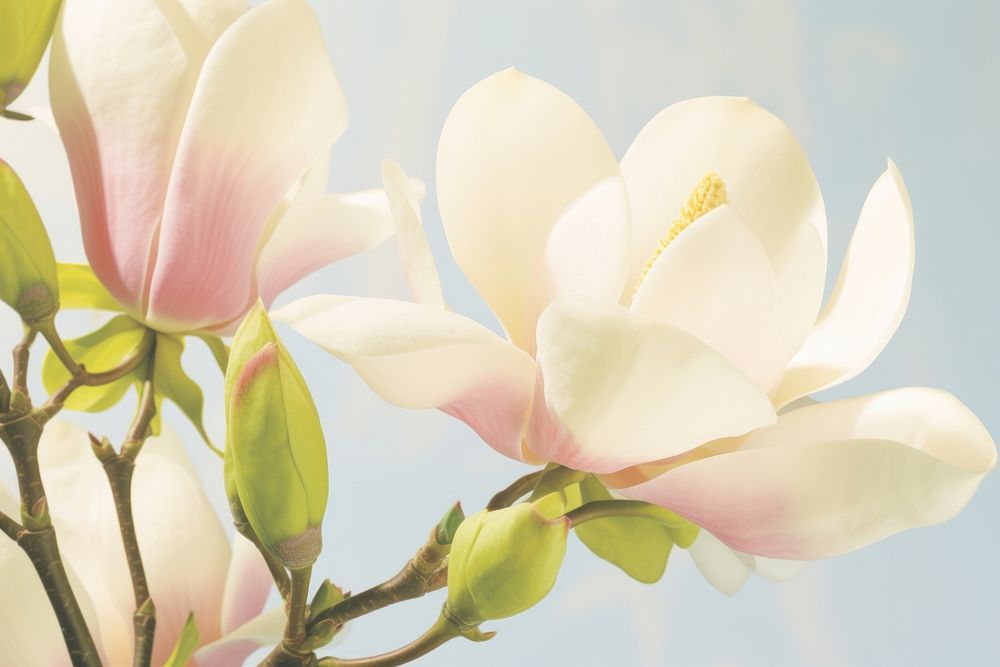 Magnolia Floral Photography flower outdoors blossom.