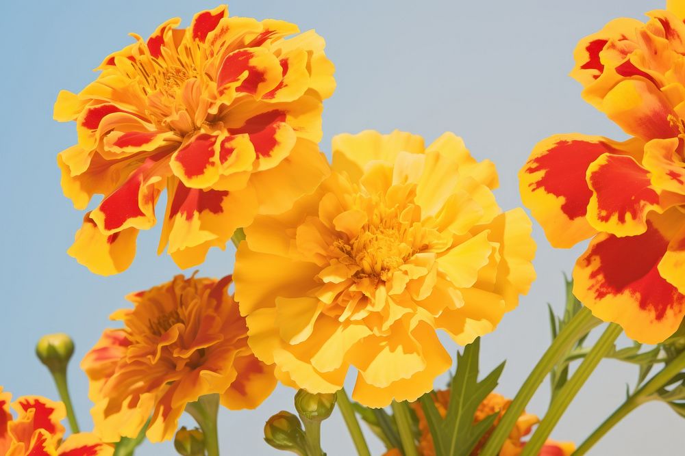 Marigold Floral Photography flower marigold outdoors.