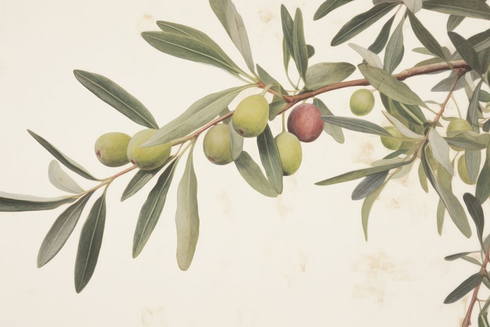 Olive tree Photography plant leaf vegetation.