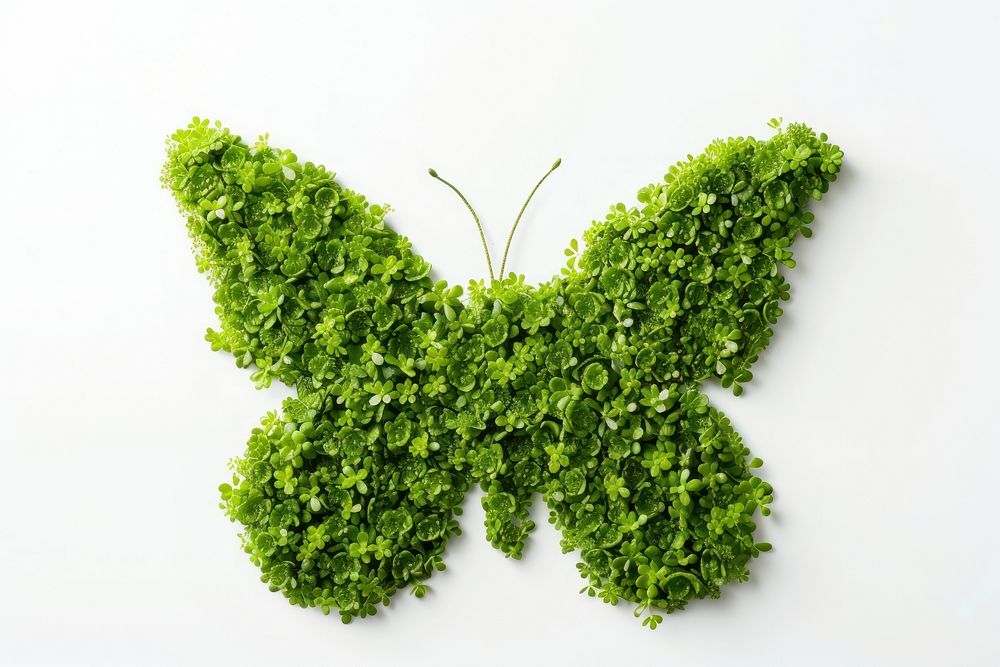 Butterfly shape made from Plant plant parsley nature.