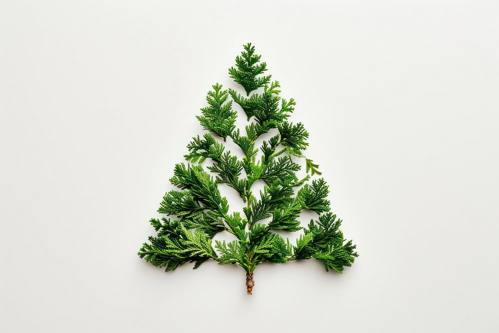 Pine tree shape made from Plant plant christmas white.