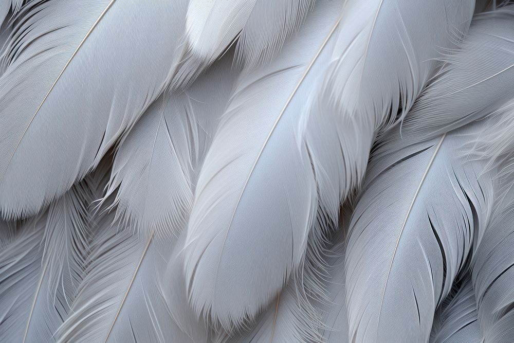 Feather pattern animal bird.