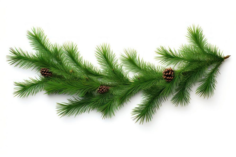 Green pine twigs christmas plant tree. AI generated Image by rawpixel.