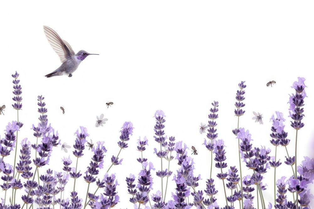 Lavender flying blossom flower.