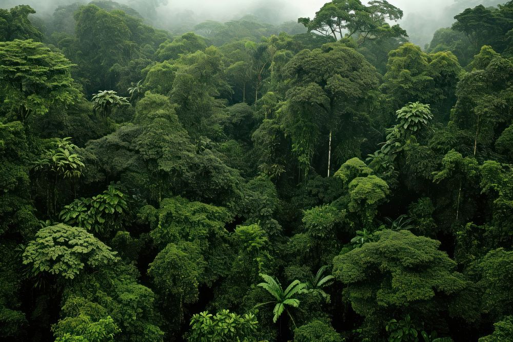 Rain forest vegetation outdoors woodland.
