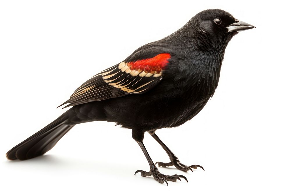 Red winged blackbird animal beak white background. AI generated Image by rawpixel.