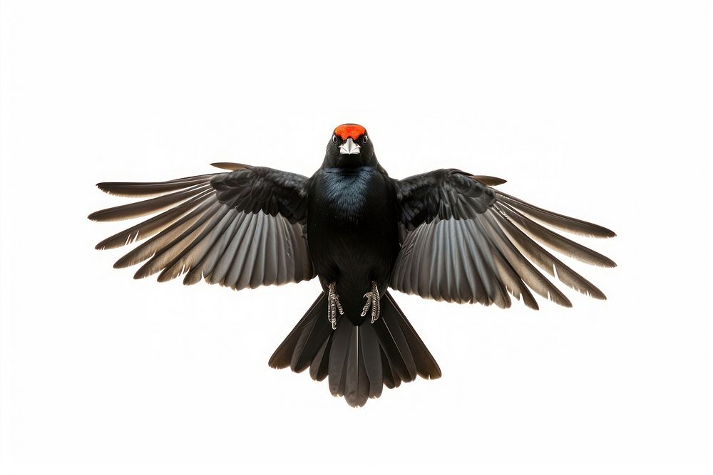Red winged blackbird animal beak white background. AI generated Image by rawpixel.