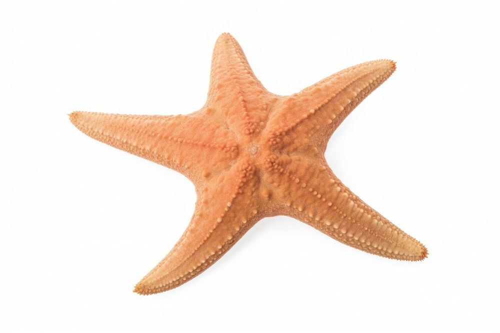 Starfish starfish invertebrate echinoderm.