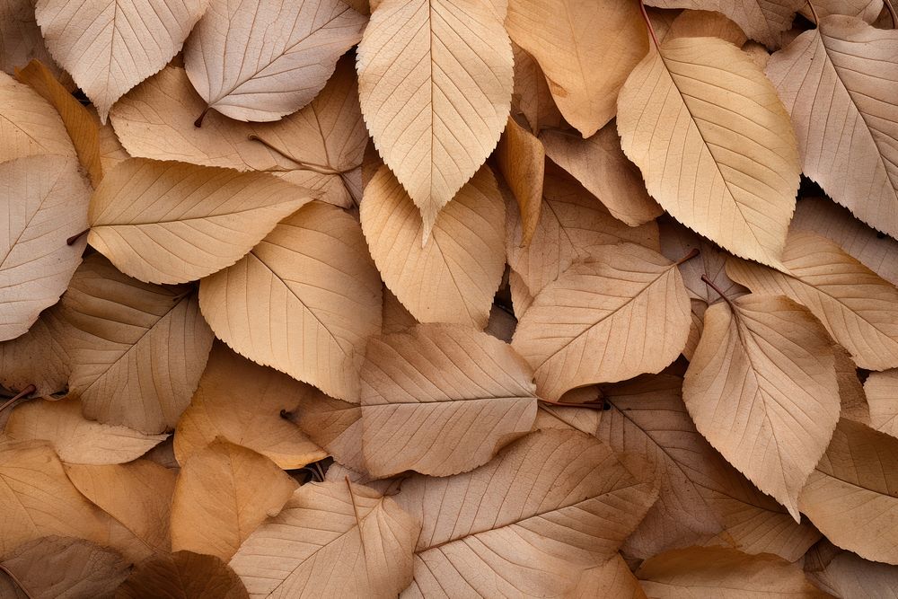 Dry autumn leaves plant leaf wood.