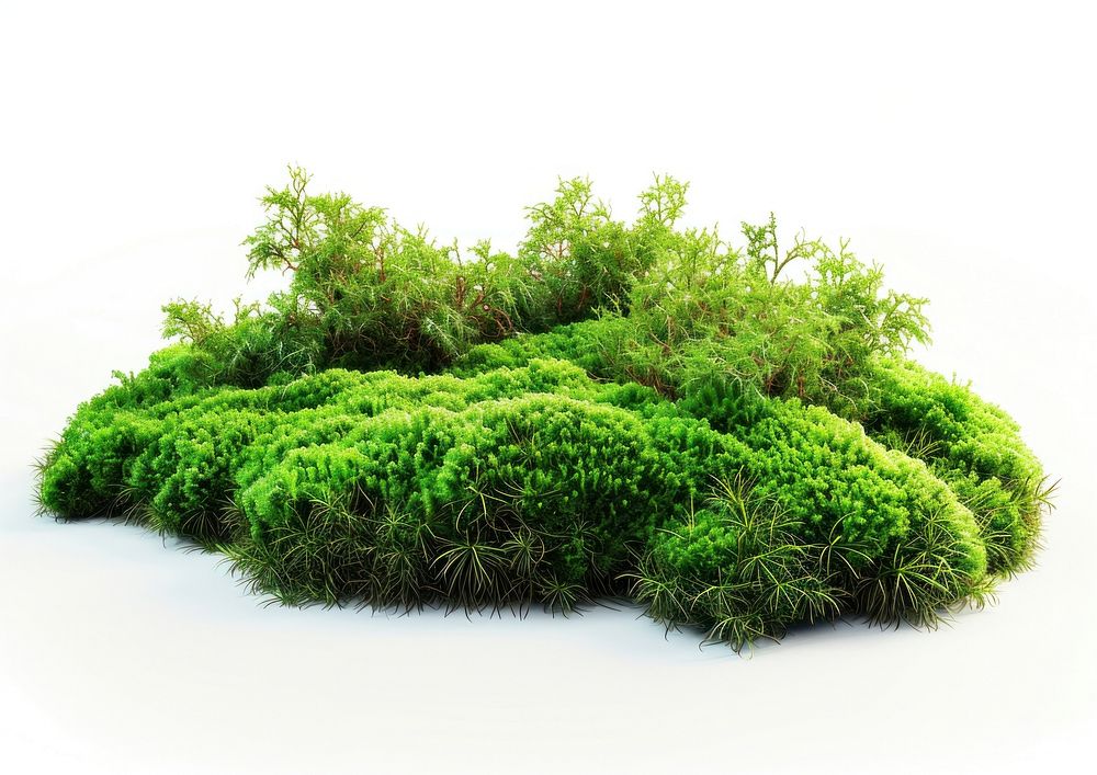 Green moss over vegetation plant white background. AI generated Image by rawpixel.