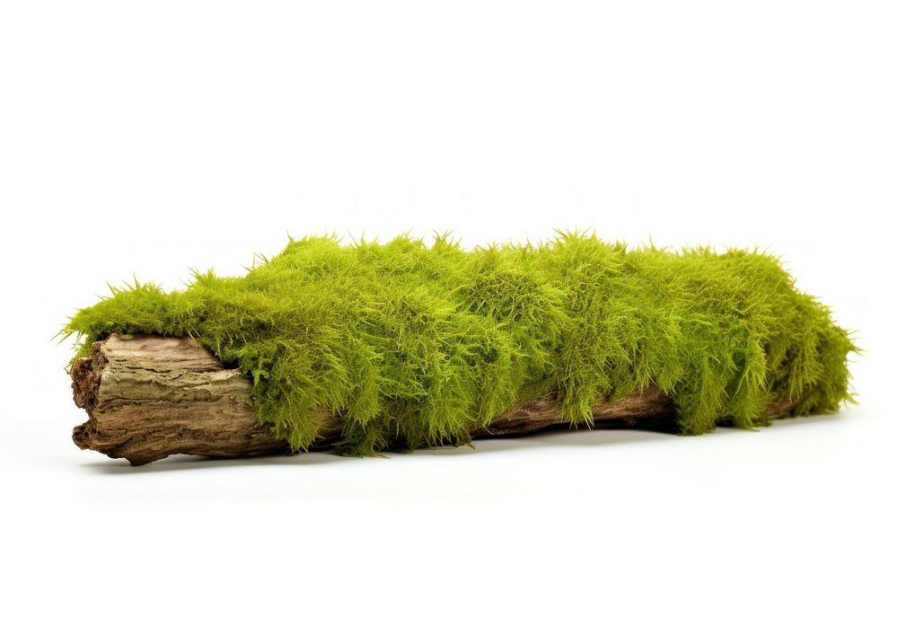 Green moss plant tree white background. AI generated Image by rawpixel.