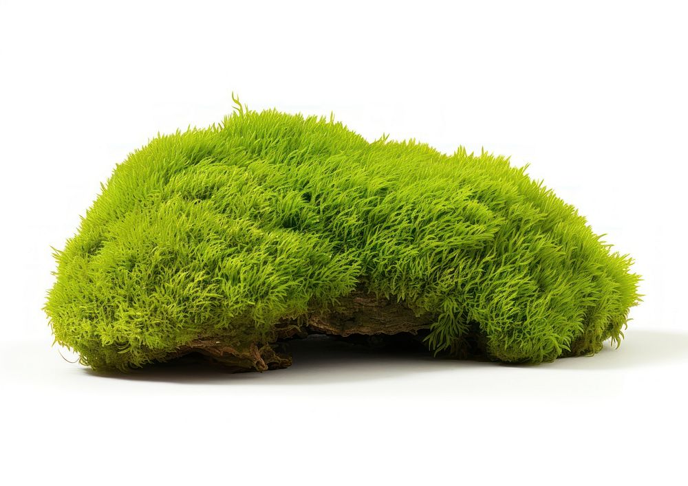 Green moss plant grass white background. AI generated Image by rawpixel.