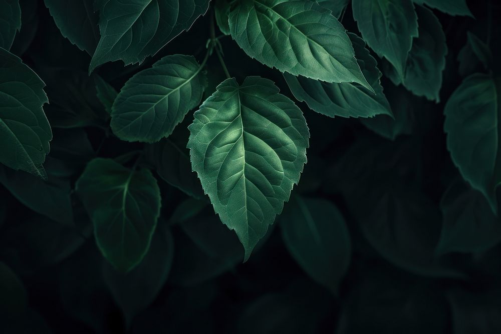 Green leaf backgrounds plant black.