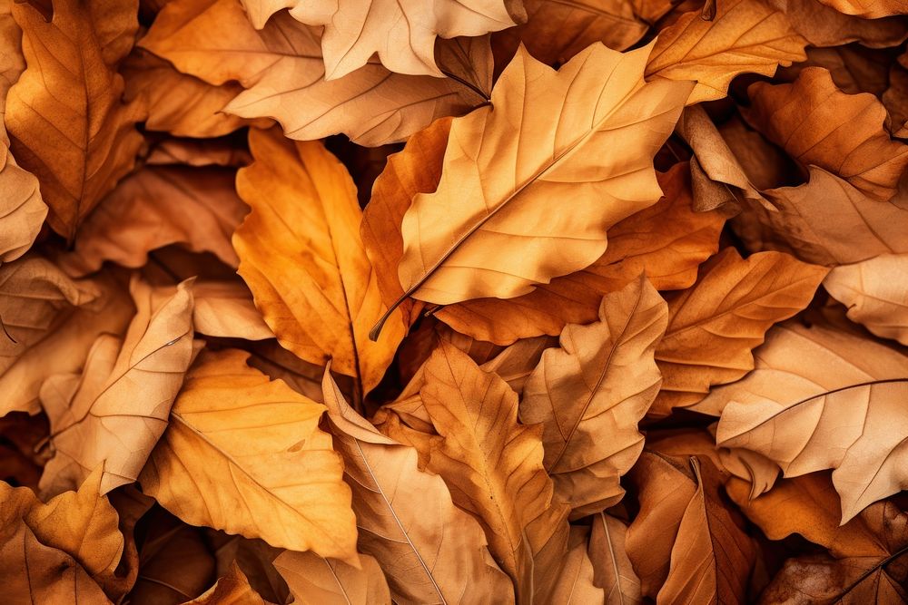 Dried leaves backgrounds autumn plant.