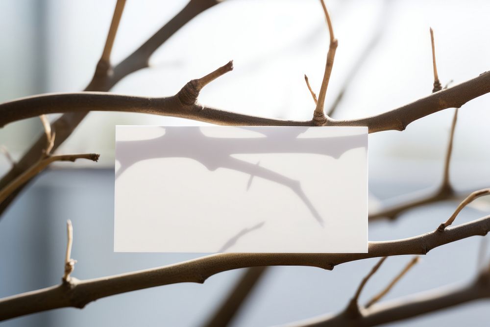 Business card on a branch plant white outdoors.