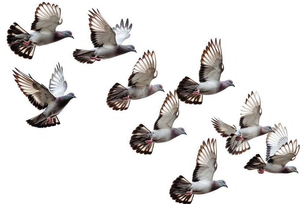 Flying birds formation of pigeons many animal white white background.