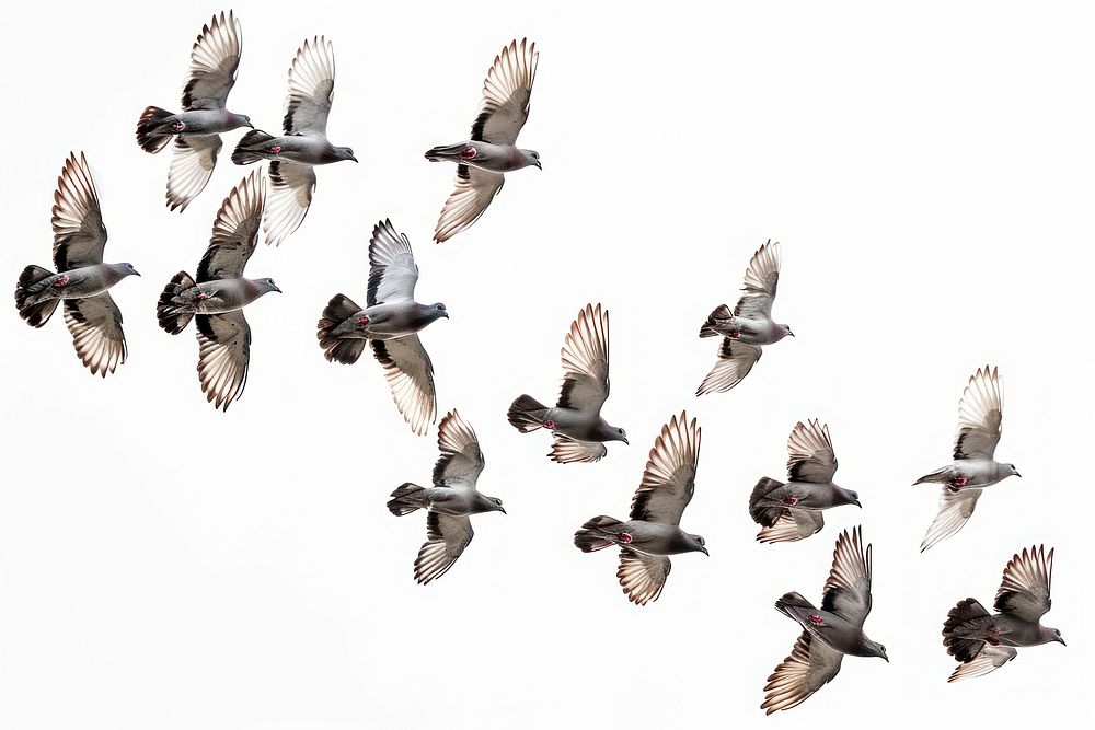 Flying birds formation of pigeons many animal flock white background.
