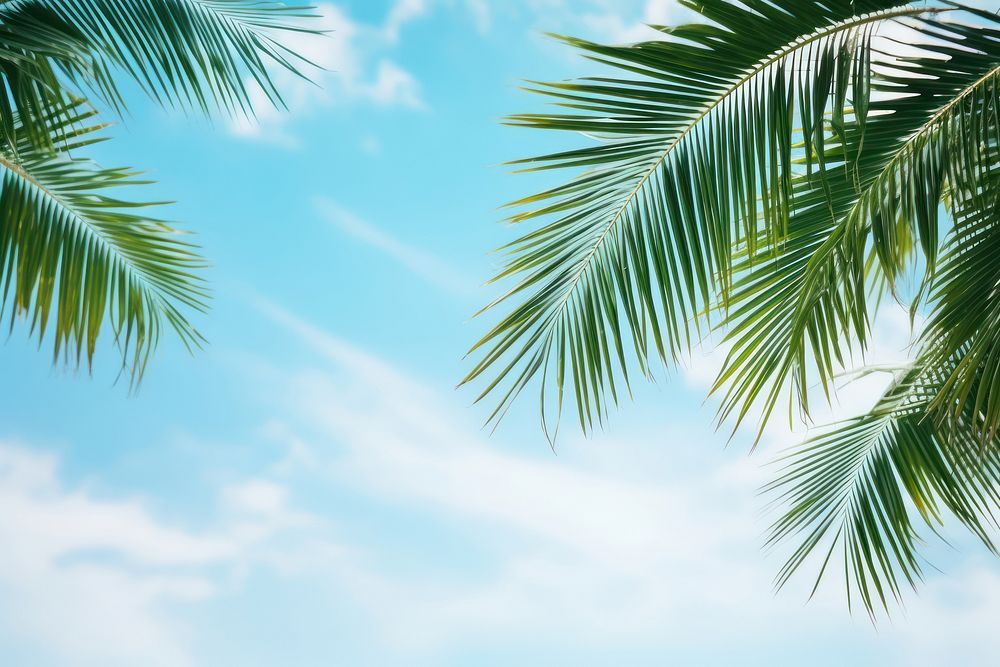Palm leaves border sky backgrounds outdoors.