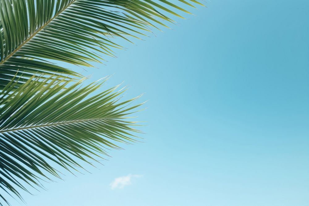 Palm leaves border sky backgrounds outdoors.
