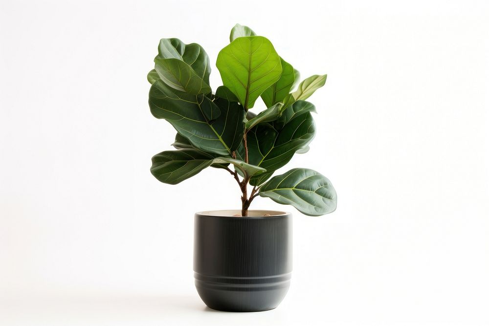 Potted plant Fiddle Fig bonsai leaf vase.