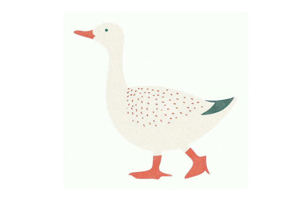 Duck animal goose bird.