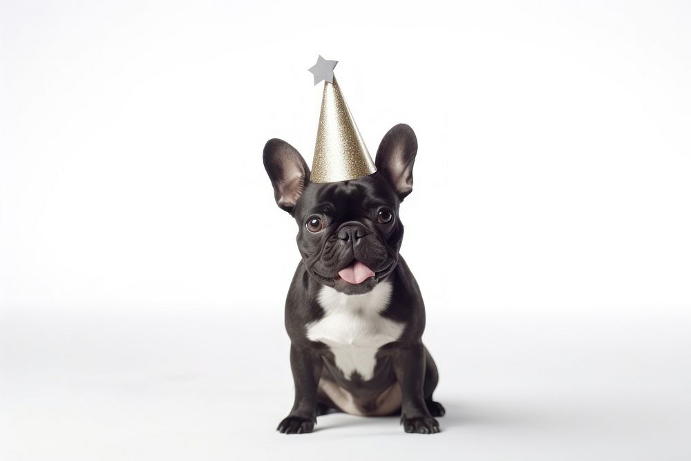 Dog wearing party hat celebration bulldog mammal.