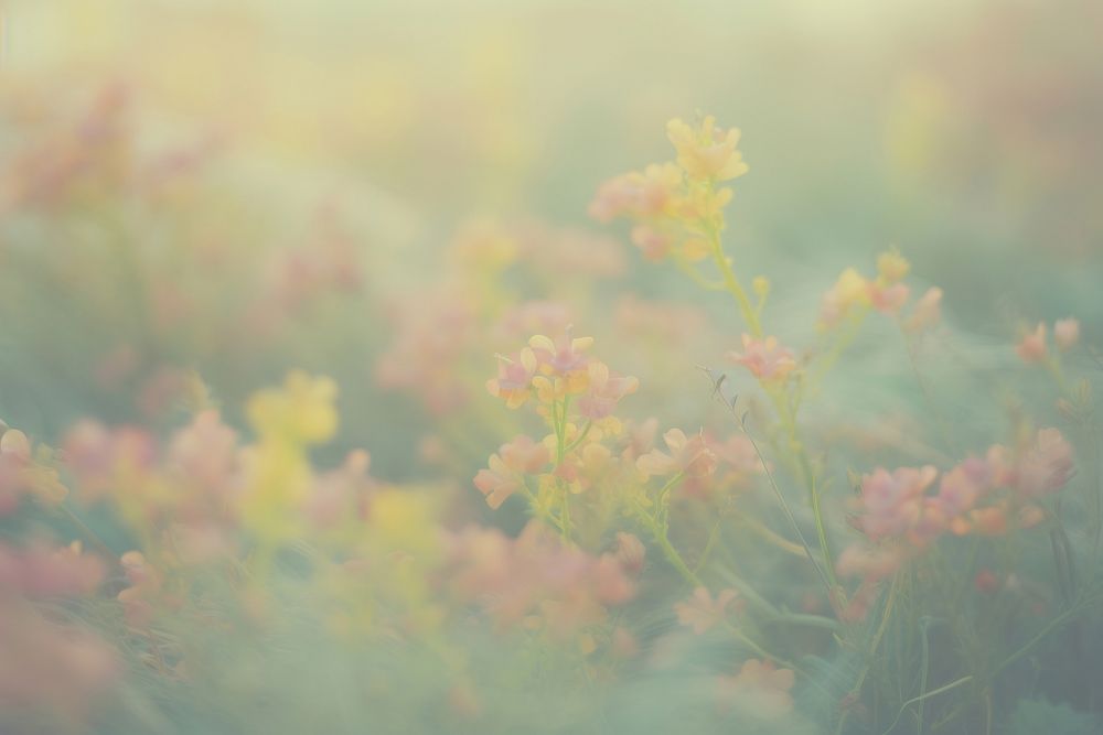  Dreamy pastel peaceful flower garden hill background backgrounds outdoors nature. 