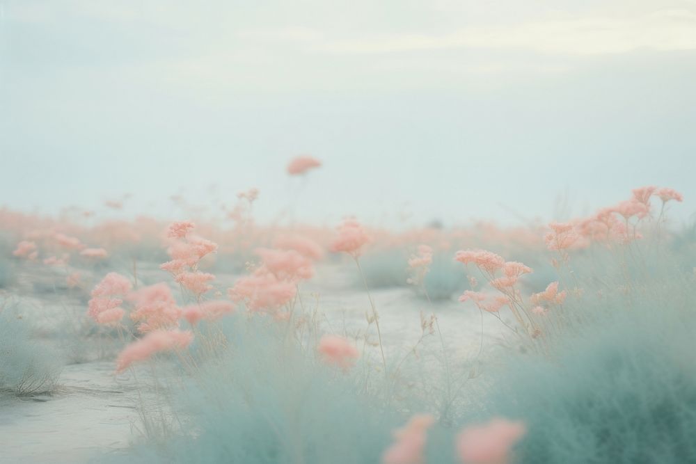  Dreamy pastel Lavender garden in china background outdoors nature flower. AI generated Image by rawpixel.