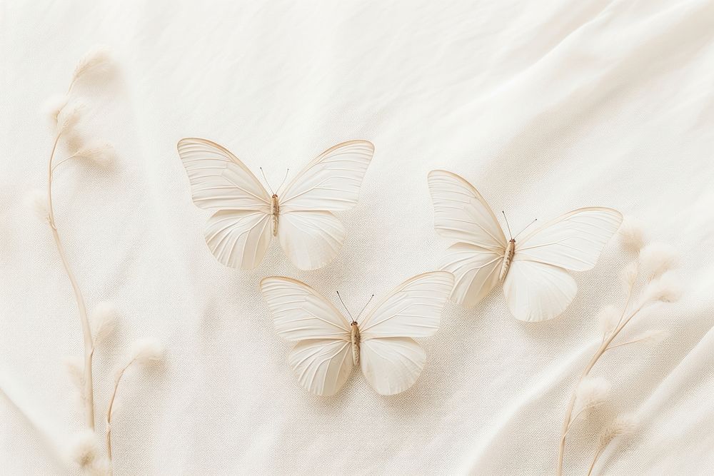 Minimalist photography close up flat lay three white butterflies backgrounds animal petal.