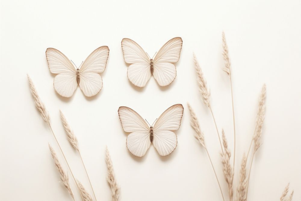 Minimalist photography close up flat lay three white butterflies butterfly animal insect.