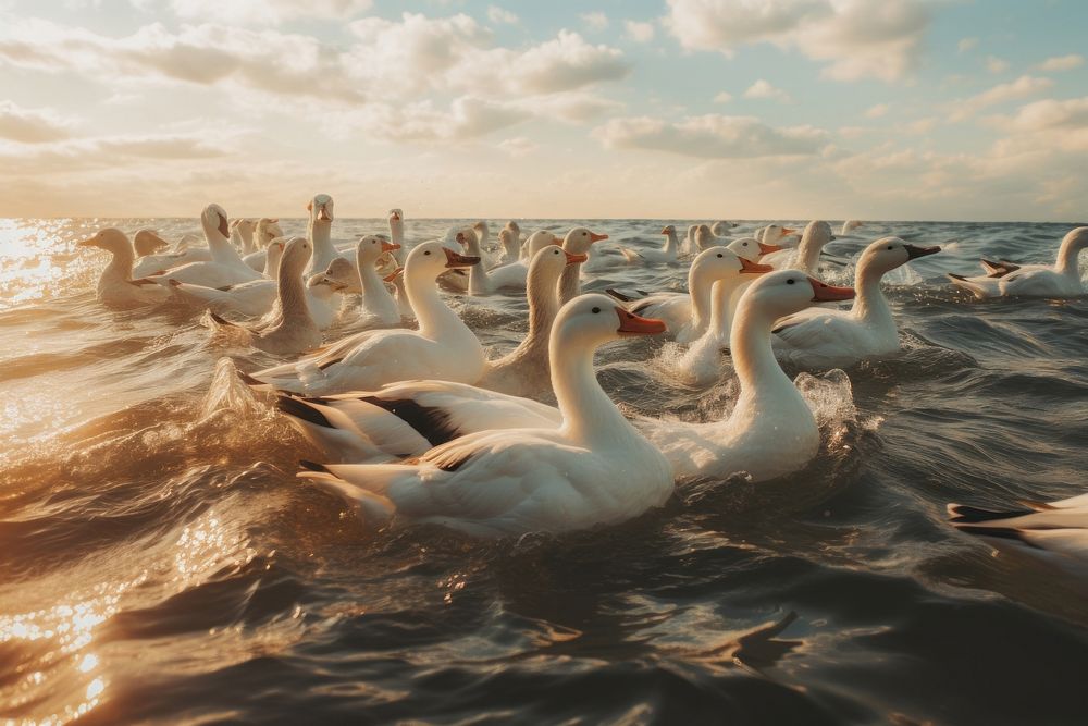 Scenery goose animal ocean.