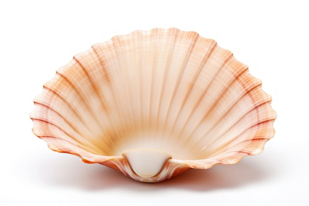 Ocean shell seashell clam white background.