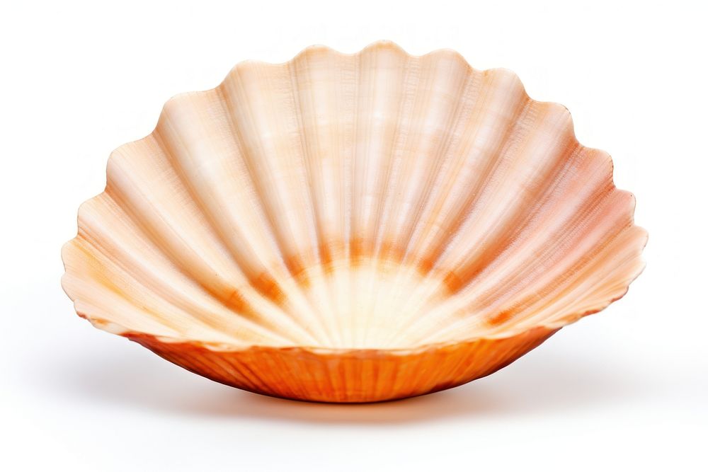 Ocean shell clam white background invertebrate.