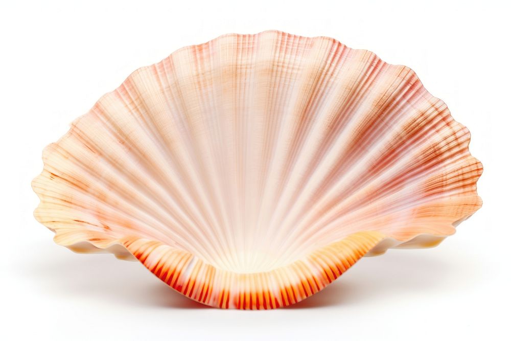 Ocean shell seashell seafood clam.