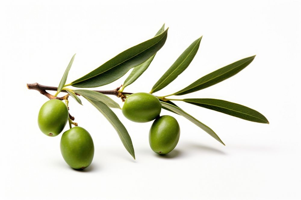 Olive branch fruit plant food.
