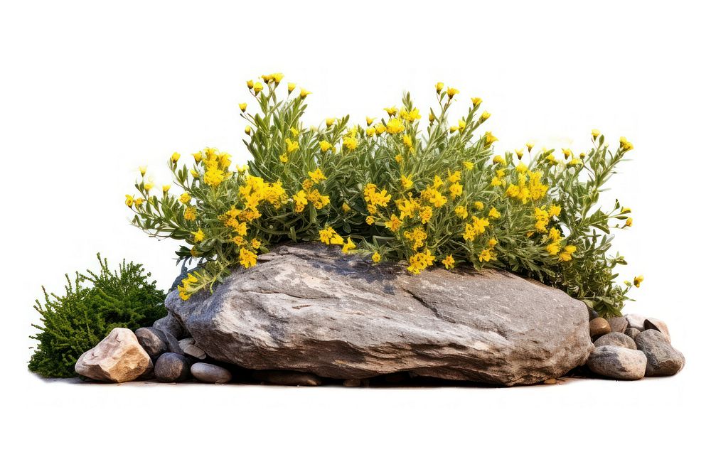 Garden flower plant rock. AI generated Image by rawpixel.