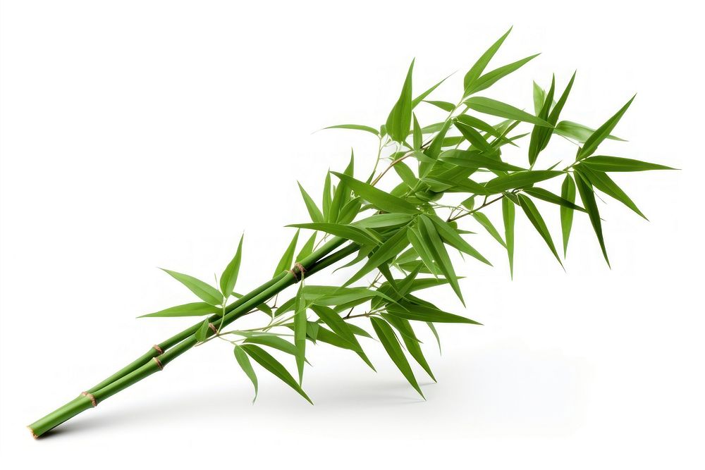 Bamboo plant white background freshness cannabis.