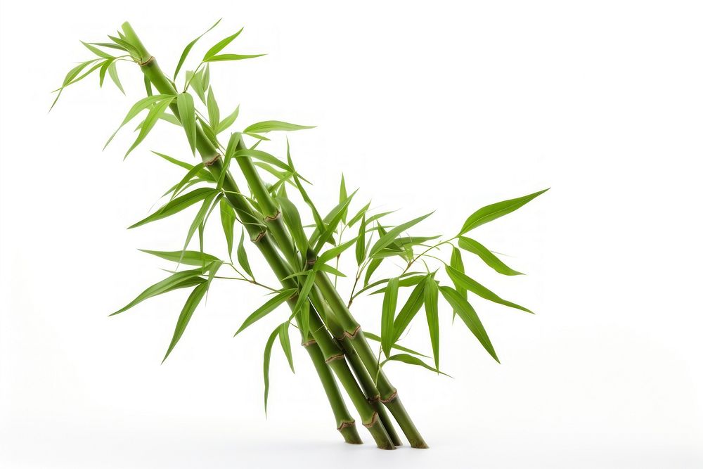 Bamboo plant white background freshness branch.
